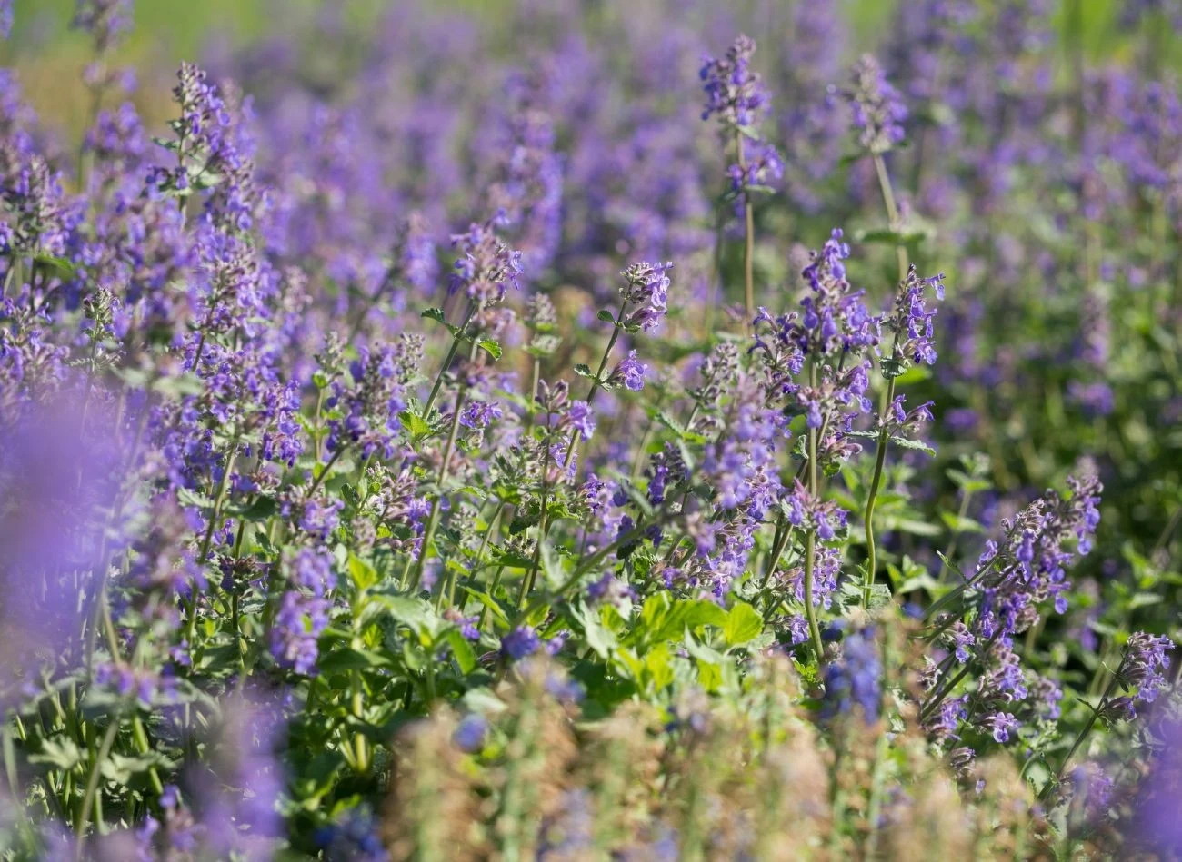 Kocimiętka działa odstraszająco na komary.