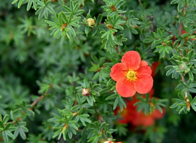 Cięcie pięciornika krzewiastego wykonujemy za pomocą ostrych i czystych narzędzi