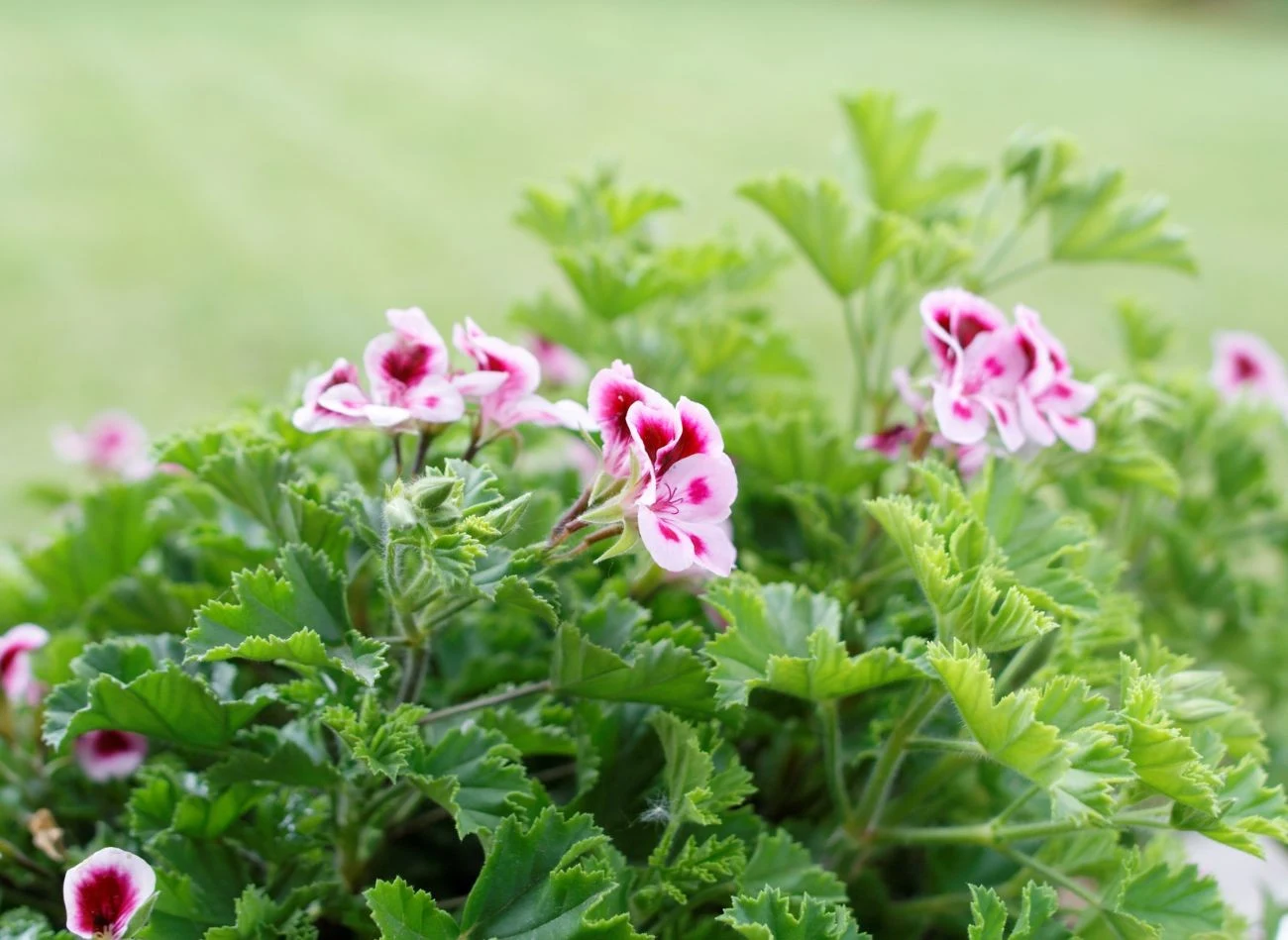 Pelargonia cytrynowa to popularna roślina balkonowa,
