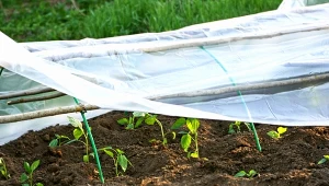 Włóknina ogrodowa – co to jest, jak stosować, do jakich roślin