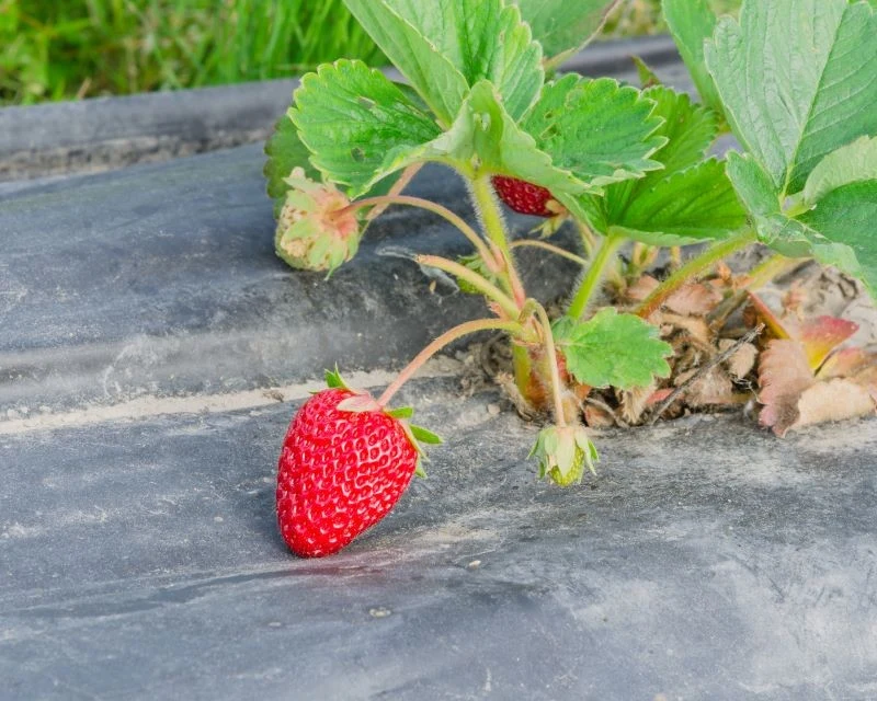 W sklepach znajdziemy różne rodzaje włókniny ogrodowej, również czarną do ściółkowania takich upraw jak truskawki