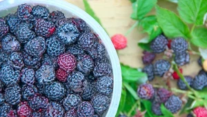 Czarna malina - uprawa i właściwości