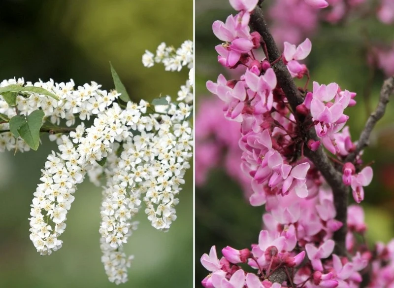Czeremcha pospolita i judaszowiec karłowy to jedne z najpiękniej pachnących roślin do wiosennego ogrodu