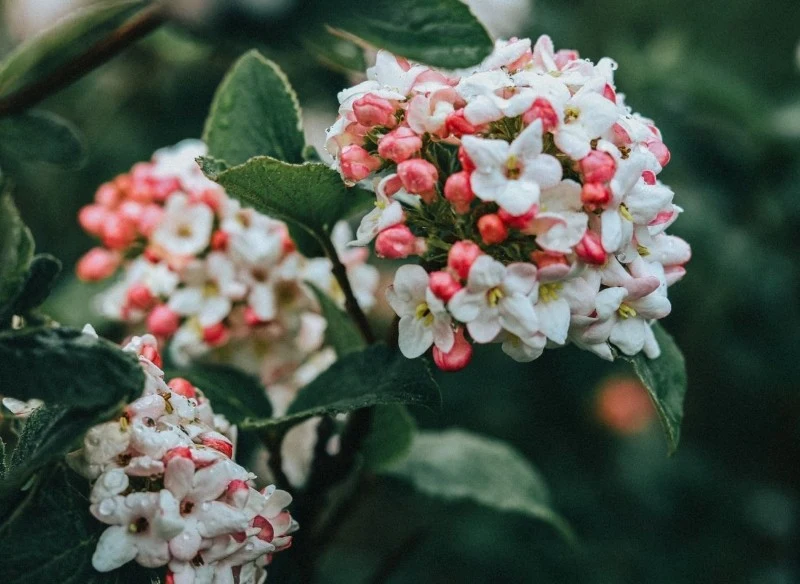 Kalina koreańska to niezwykle dekoracyjna i intensywnie pachnąca roślina, która zasługuje na miejsce w każdym ogrodzie
