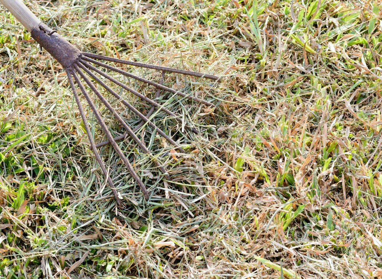Usunięcie filcu z trawnika spowoduje odblokowanie dostępu wody do korzeni.