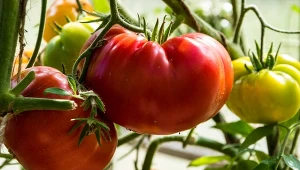 Pomidor Aussie ma olbrzymie, mięsiste owoce.