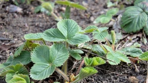 Czego potrzebują truskawki na wiosnę? Dobra odżywka wpłynie na ich owocowanie.