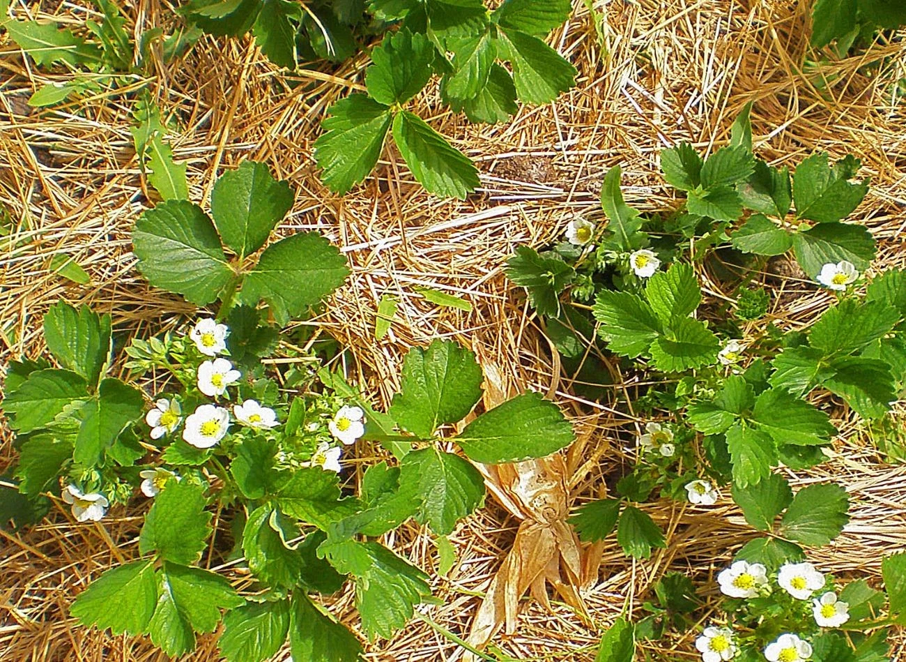 Ściółka chroni korzenie truskawek przed nagłymi zmianami temperatury i zapewnia lepsze warunki do rozwoju roślin.