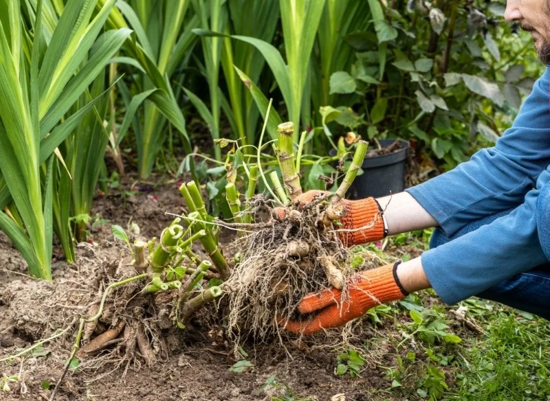 Dalie wykopujemy na zimę i ponownie sadzimy w drugiej połowie maja
