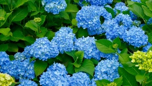 Chcesz zmienić kolor hortensji na niebieski? Zabiegi zacznij wczesną wiosną.