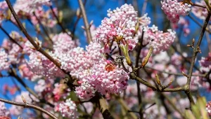 Czaruje kwiatami tuż po ustąpieniu przymrozków. Ciekawe odmiany i uprawa kaliny wonnej