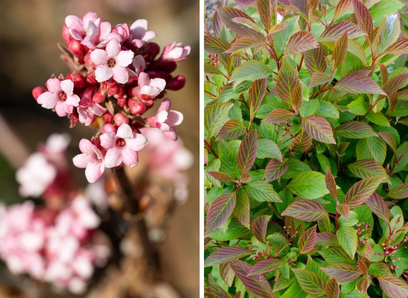 Kalina wonna lubi ziemię żyzną, dobrze przepusczalną i stanowisko słoneczne z domieszką cienia. Fot. Al-TravelPicture/Annetka