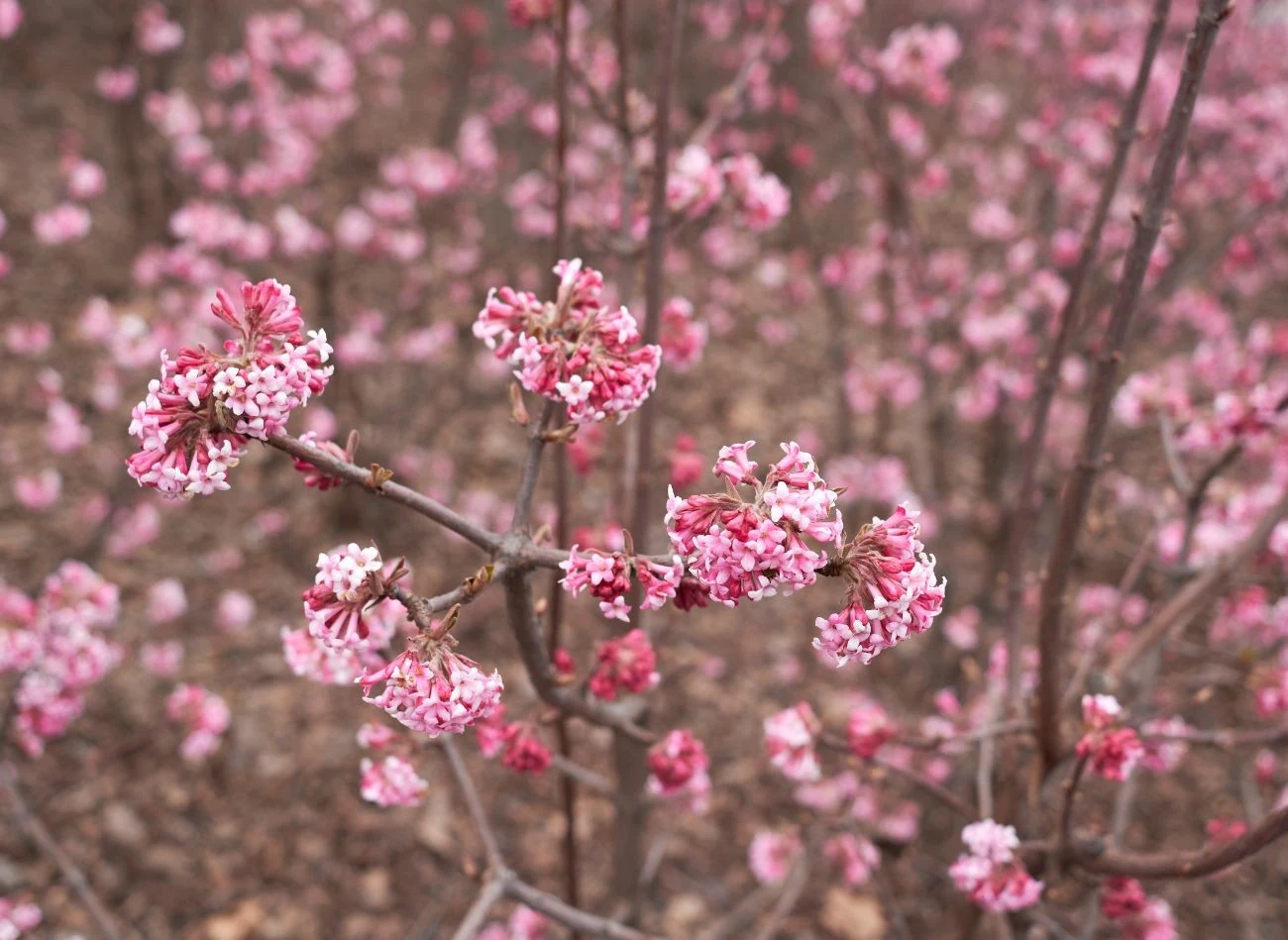 Kalina wonna dorasta do 2-3 metrów, dlatego świetnie sprawdza się jako samotna diva.
