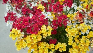 Nemezja powabna (Nemesia strumosa) nadaje się na balkon i do gruntu.