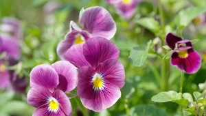 Fiołek ogrodowy jest krzyżówką trzech gatunków fiołka: fiołka trójbarwnego, fiołka żółtego i fiołka ałtajskiego.