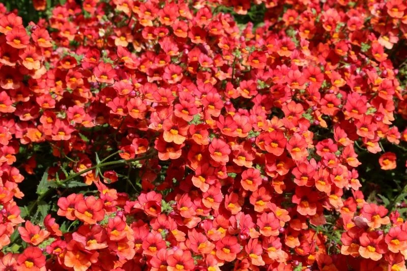 Nemezja powabna występuje w wielu kolorowych odmianach