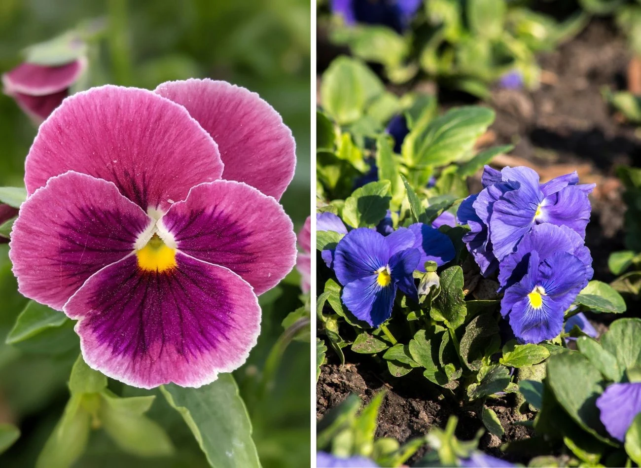 Odmiany fiołków ogrodowych dzieli się na wczesne, średnio-wczesne i późne. Każda z nich ma ciekawych przedstawicieli. Fot. Caren Dupaix/dadalia