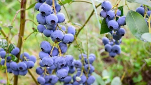 Ziemia dla borówki amerykańskiej musi być bardzo kwaśna.