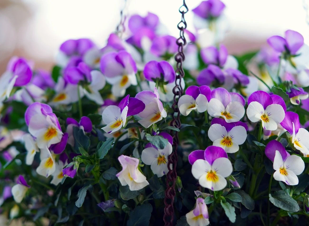 Fiołki ogrodowe można sadzić nie tylko do gruntu. Doskonale sprawdza się jako ozdoba parapetów i tarasów i balkonów.