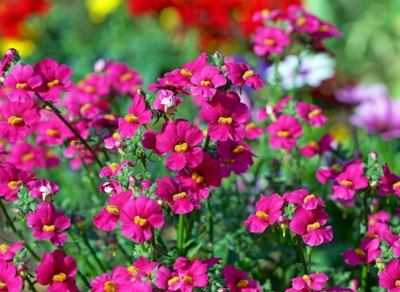 Nemezja powabna zachwyca wyjątkowo obfitym kwitnieniem