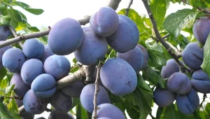 Jakie drzewa owocowe sadzić obok siebie, a które nie powinny rosnąć razem?