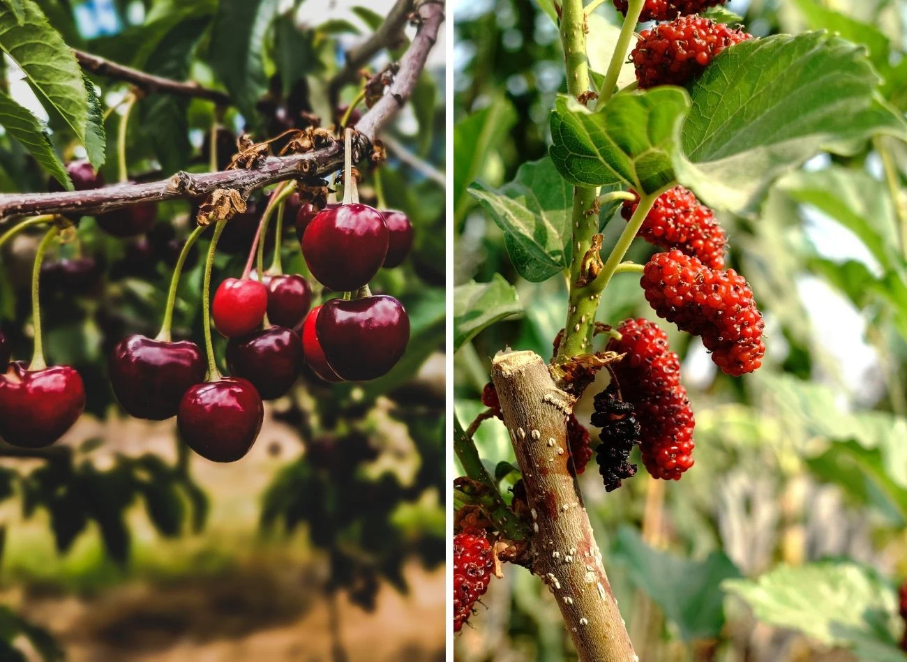 Czereśnia i morwa to najlepsze sąsiedztwo. Fot. Natanael Jooste/Haiwat Trisongkram