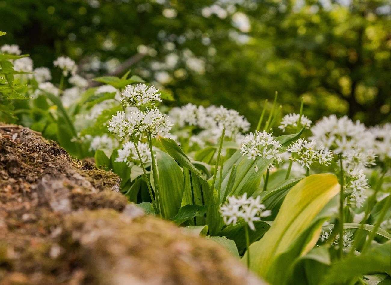 Obecność czosnku niedźwiedziego w pobliżu drzew owocowych chroni je przed rozwojem chorób grzybowych.