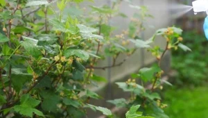 Oprysk olejkiem neem jest całkowicie naturalny.