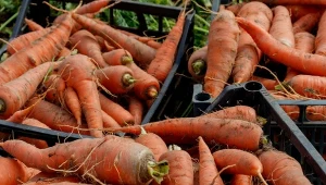 Czas siewu marchwi zależy od odmiany. Jaką odmianę wybrać?