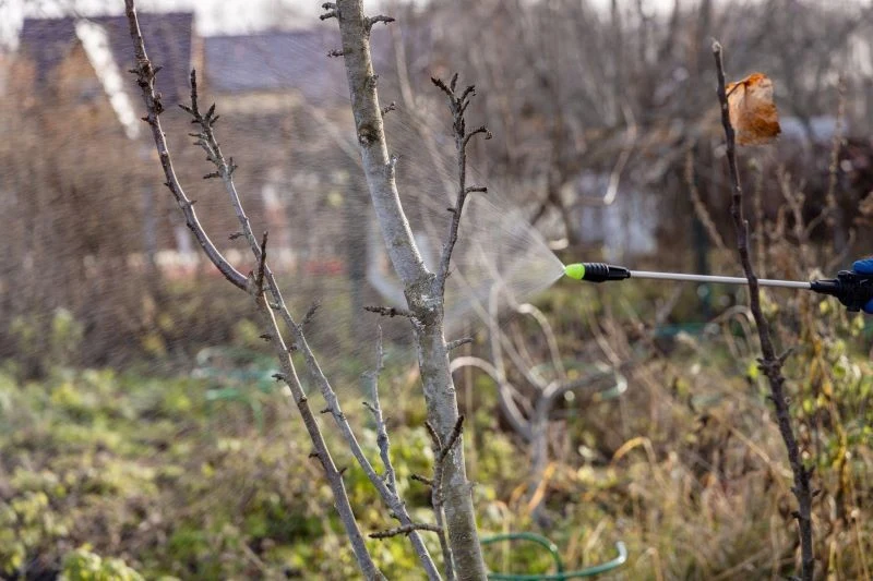 Olejkiem neem możemy opryskiwać zarówno krzewy, jak i drzewa owocowe