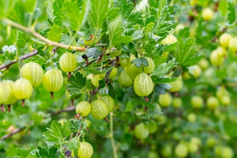 Wiosną agrest potrzebuje m
