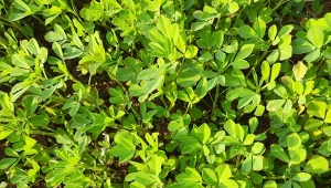 Kozieradkę można siać do gruntu już w kwietniu, w donicy można uprawiać przez cały rok.