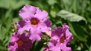 Inkarwilla Delavaya (Incarvillea delavayi) to egzotyczna piękność nie tylko na skalniaki.