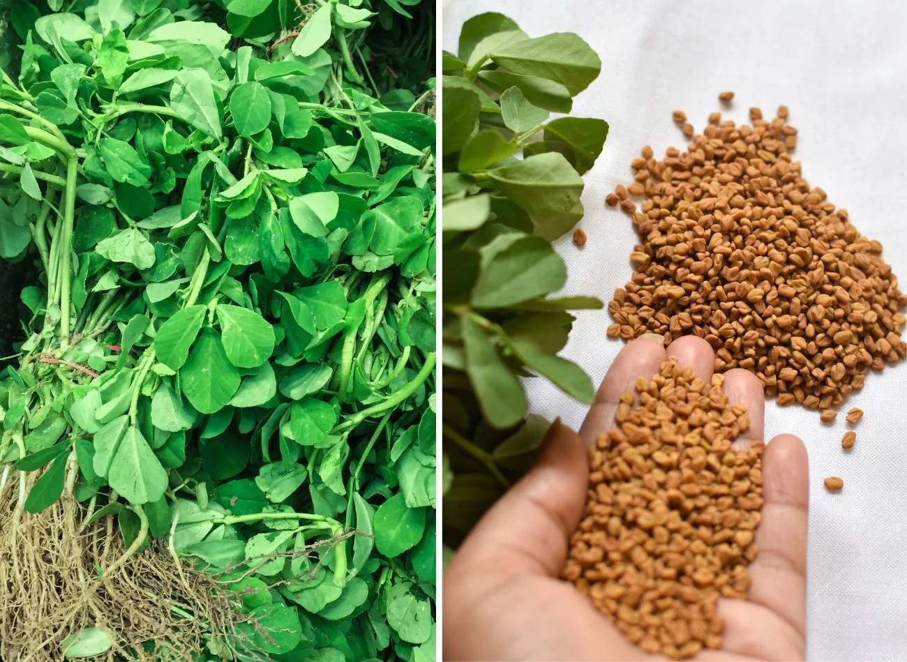 Kozieradka to roślina o niezwykłych wartościach odżywczych i właściwowciach. Fot. sunilr/Somnath Mahta