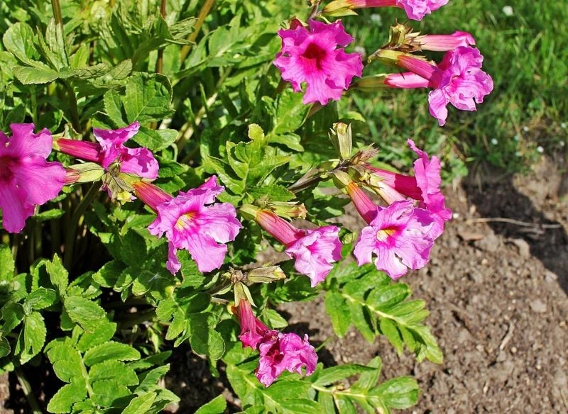 Inkarwilla Delavaya tworzy gęste kępy liści