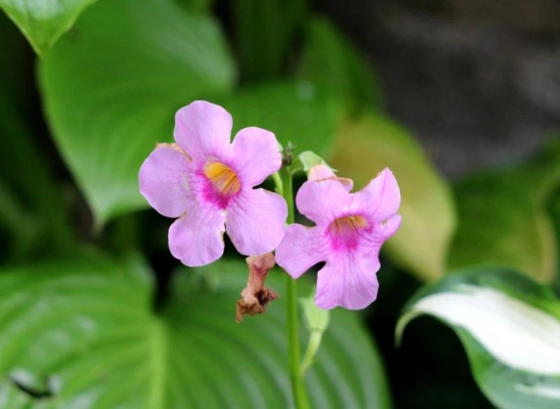 Aby przedłużyć kwitnienie inkarwillii Delavaya, usuwajmy z niej suche kwiaty