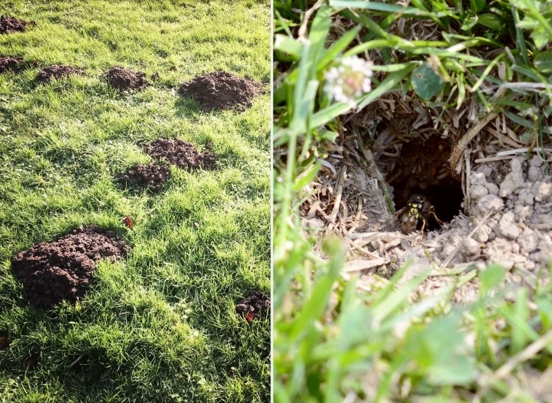 Aby krety i nornice trzymały się z daleka od twojego ogrodu, posadź w nim rośliny, które będą je odstraszać