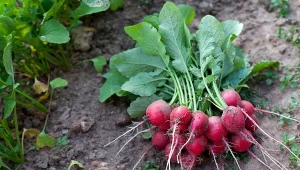 Dodaj do wody i podlej rzodkiewkę. Będzie duża, chrupiąca i bardzo smaczna.