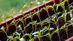 Jak dbać o siewki pomidorów, by miały silne łodygi i zdrowe korzenie?