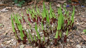Pielęgnacja host wiosną powinna obejmować nawożenie.