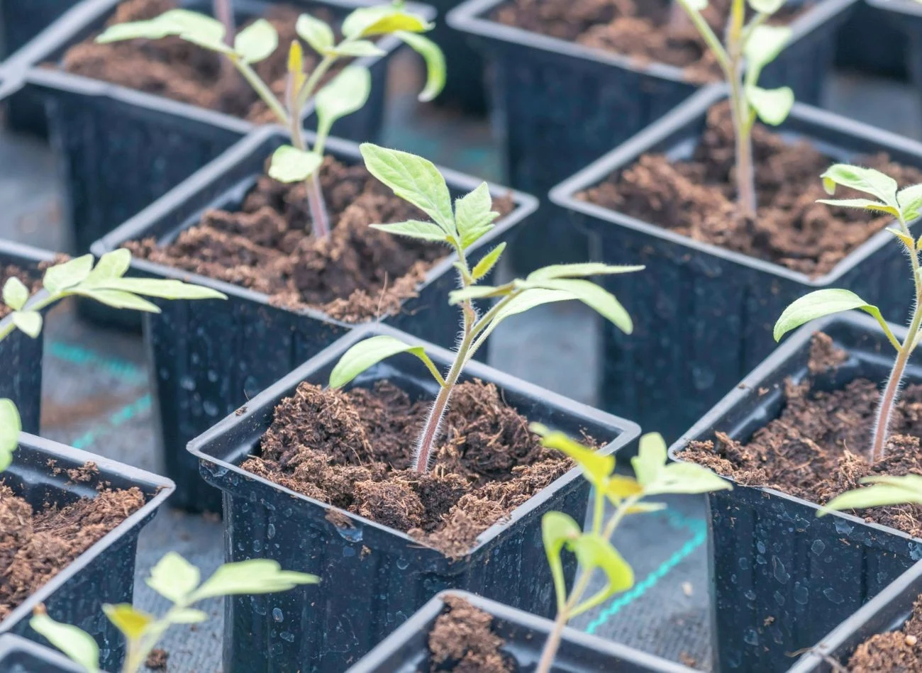 Odżywka z łupin cebuli i drożdży to dobra odżywka na wzmocnienie sadzonek pomidorów.