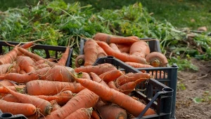 Sprawdź, co trzeba zrobić, żeby marchew rosła w korzeń, a nie w nać.