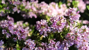 Budleja skrętolistna to krzew pochodzący z Chin, który dorasta do 2-3 metrów i zjawiskowo kwitnie. Fot. aquatarkus/CanvaPro