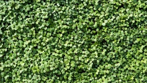 Gorczyca to świetny nawóz zielony. Warto wysiać ją jako przedplon dla pomidorów czy ogórków.