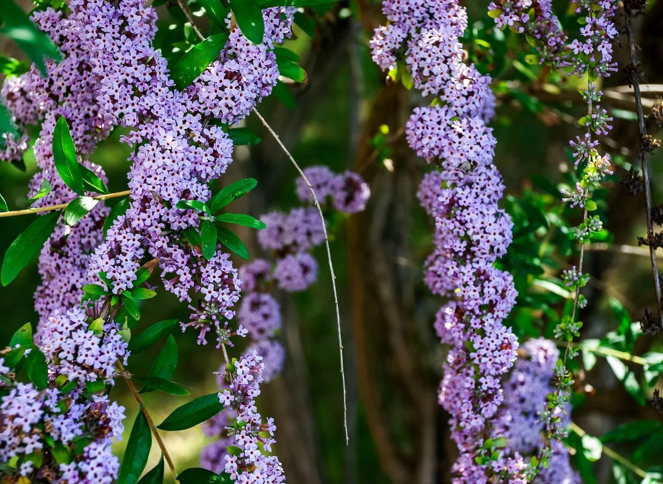 Budleja skrętolistna potrzebuje przynajmniej 6 godzin dziennie w słońcu. Wówczas kwitnie najpiękniej.