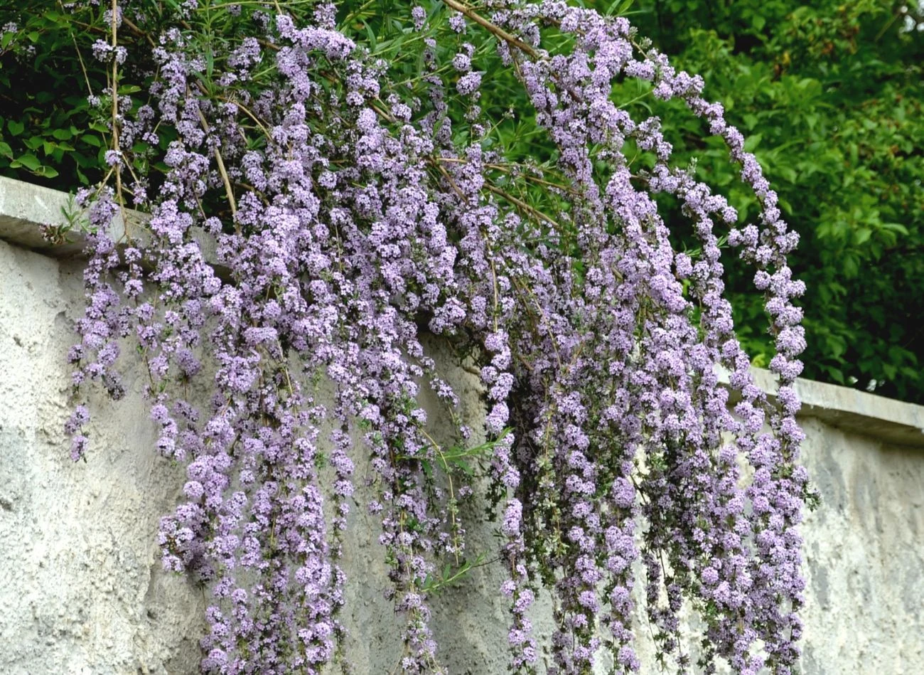 Budleja skrętolistna może również wykorzystana jako element nieformowanego żywopłotu lub dekoracyjna przesłon