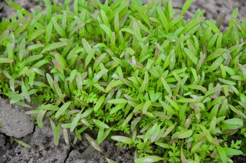 Facelia to doskonały nawóz zielony na przedplon