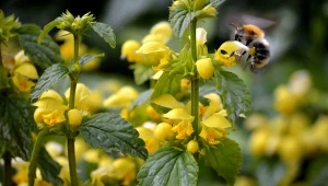 Gajowiec żółty (Galeobdolon luteum) – uprawa, właściwości i zastosowanie
