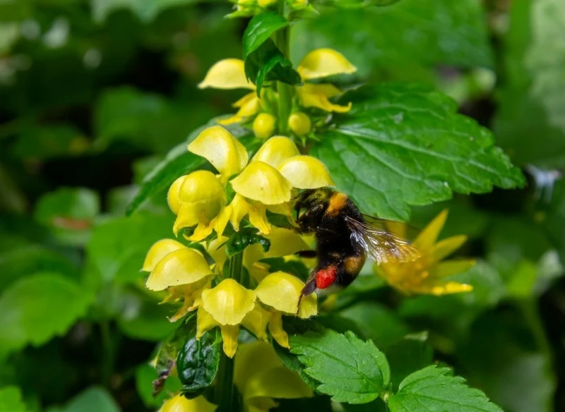 Gajowiec żółty to urocza bylina do cienia i półcienia