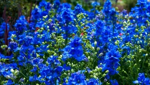 Te kwiaty możesz wysiać w marcu do gruntu. Wczesnym latem pięknie zakwitną